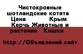 Чистокровные шотландские котята › Цена ­ 8 000 - Крым, Керчь Животные и растения » Кошки   